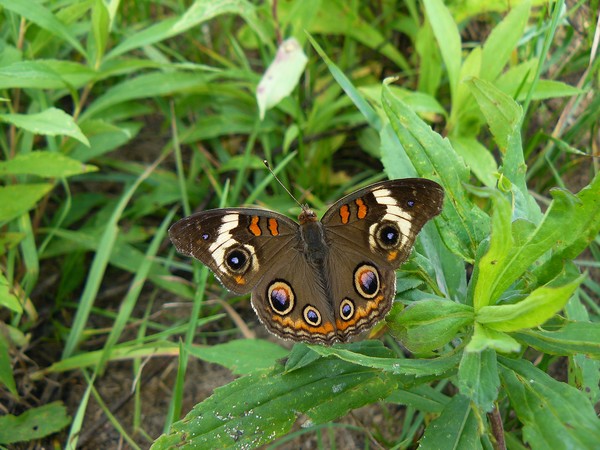 Common Buckeye