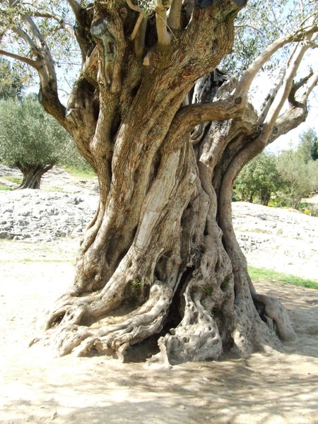 Olive tree origional shot