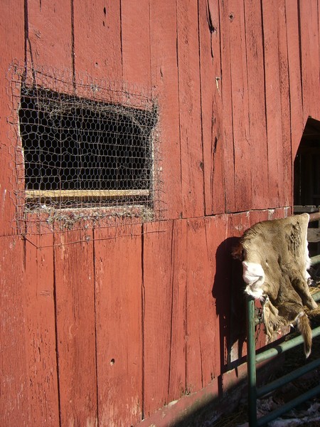Deer Skin Near Window