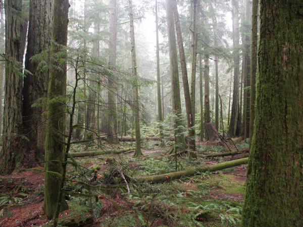 trees