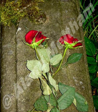 Roses for the dead