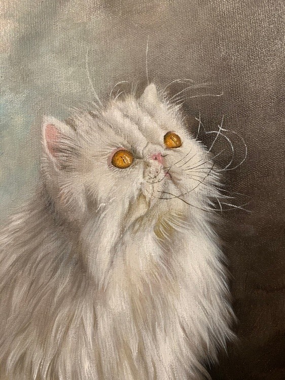 Cat portrait detail
