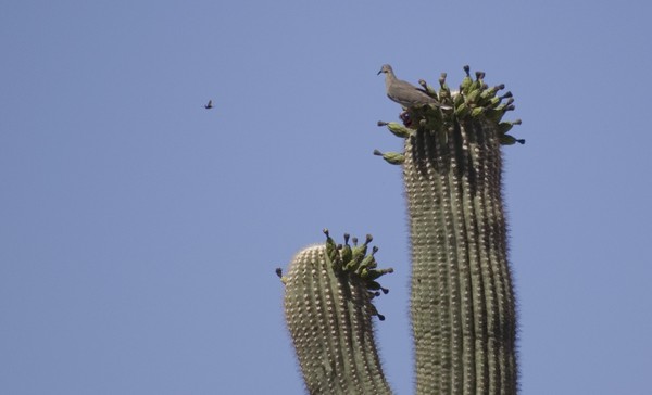 dove and wasp