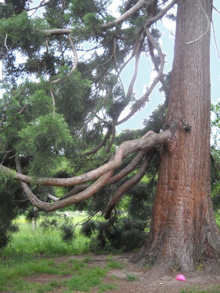 Giant Tree