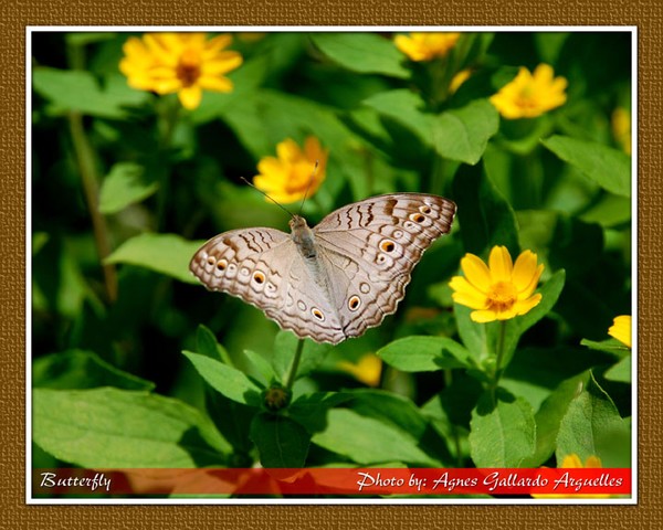 Butterfly