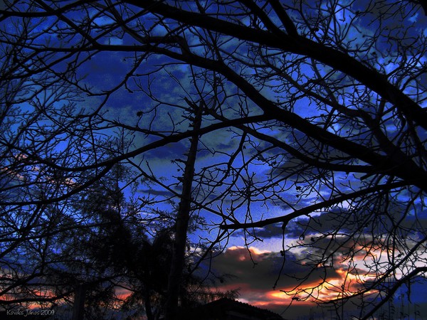 Tree in the Dark XLIX