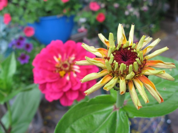 Zinnia fo Zen?