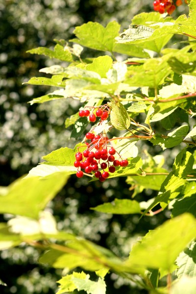 ryabina