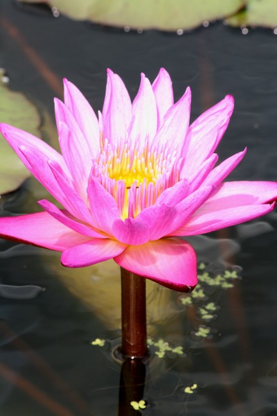 random_pics_(1)