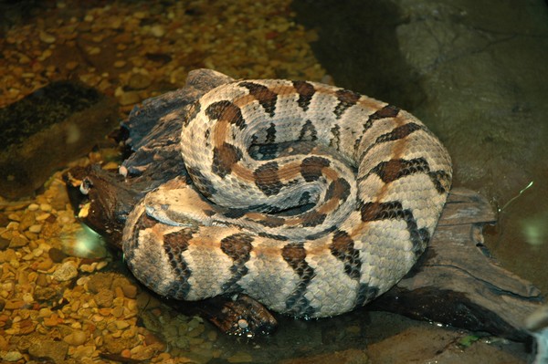 Snakes at the Zoo
