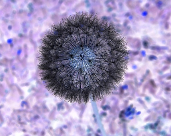Dandelion