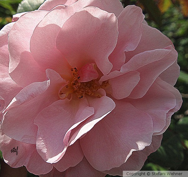 my roses are back