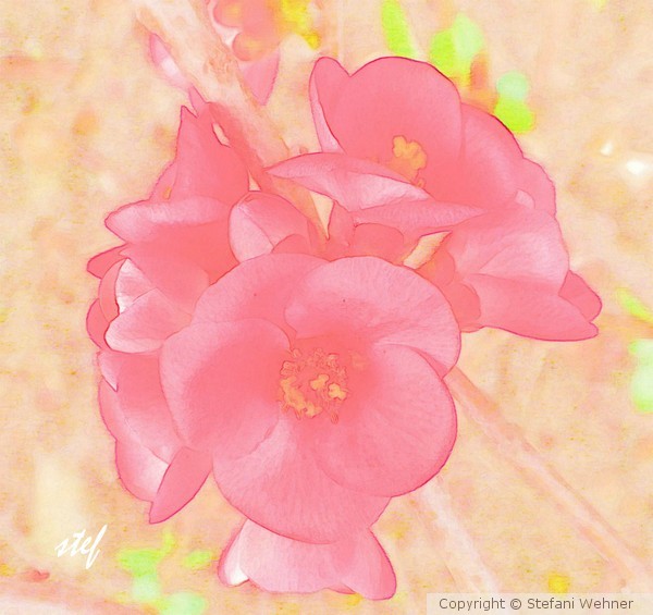 spring delight