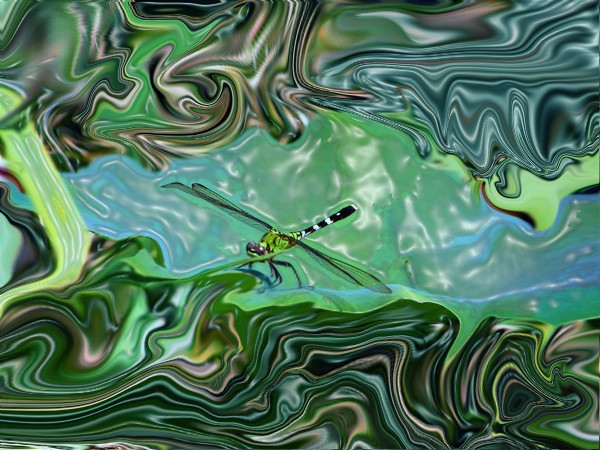 Draconian Fly
