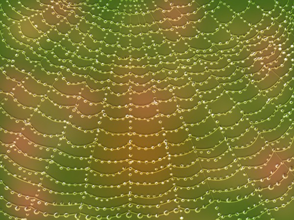 water drops on a spider web