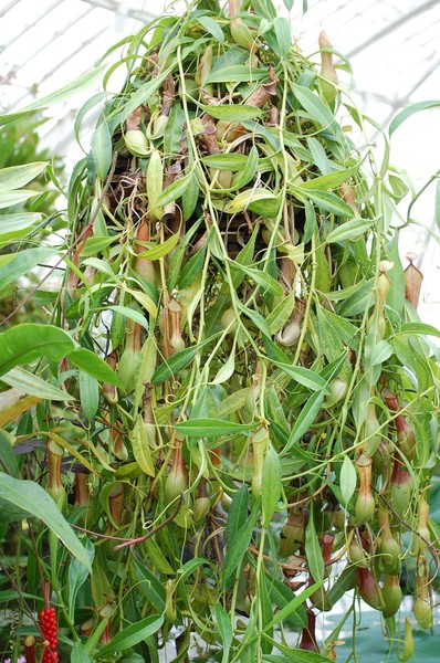 Plentiful Pitchers