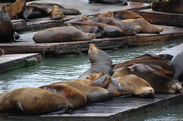 Sleeping sealions