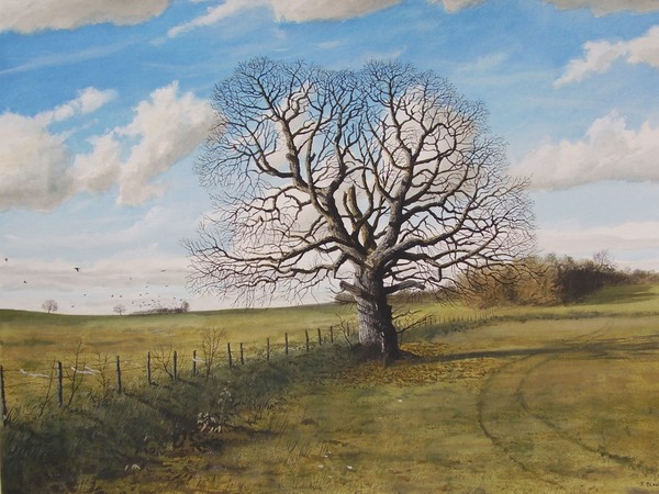 Oak tree in a field