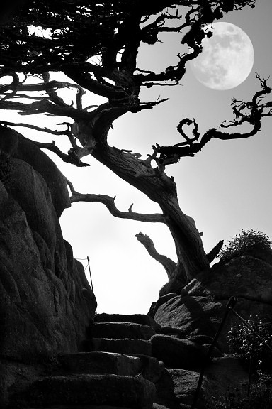 Moon and Coastal Cypress Silhouette