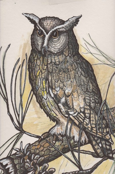 Ink Drawing of Horned Owl In Pine Tree