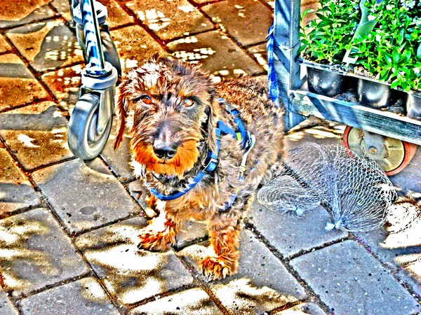 Unreal Dog