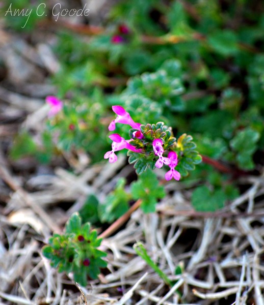 Purple Weeds