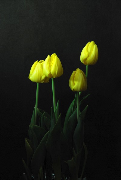 quartet