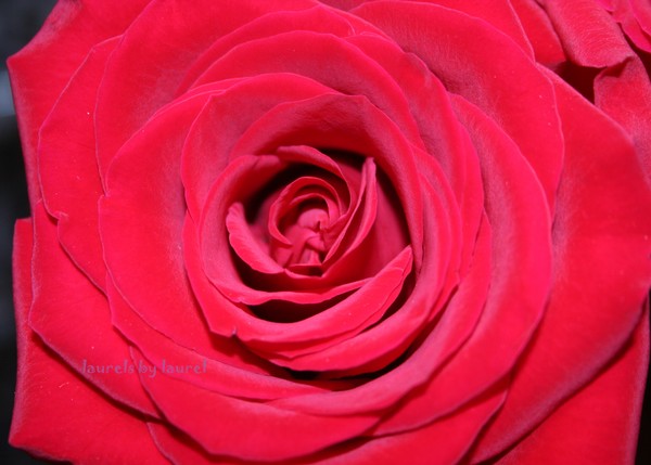 Silken Beauty