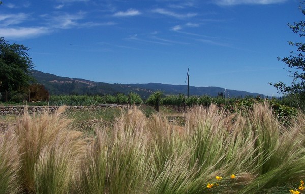St. Francis Winery