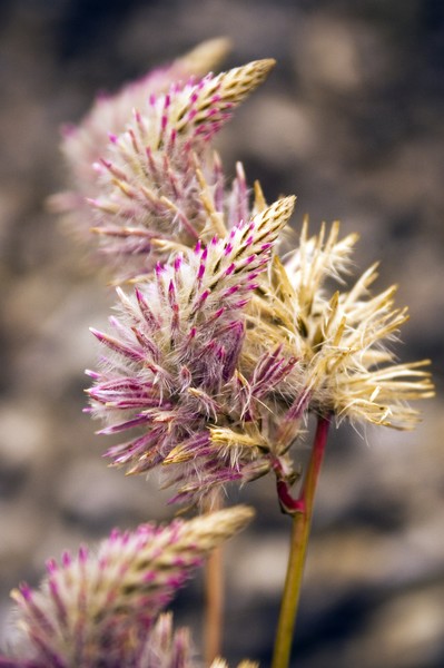 Puff the Magic Flower