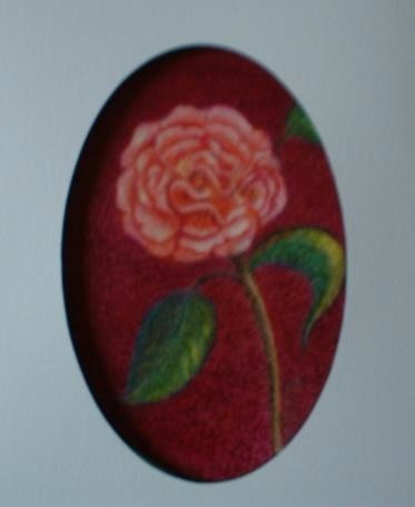 Camellia Fantasy