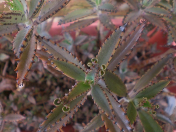 friendship_plant