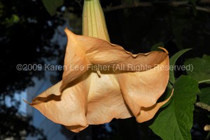 The Light of the Flower