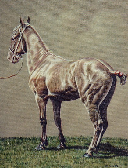 Percheron Yearling