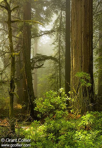 Redwood Trees in California