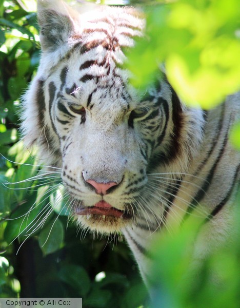 White Tiger