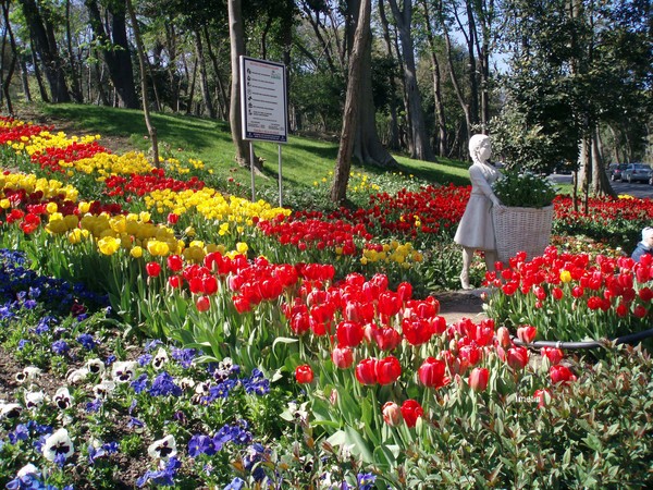 Emirgan Wood in tulip time..