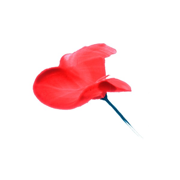 Red Flower
