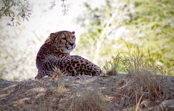 Resting Cheetah