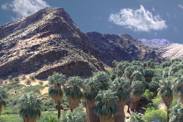 The Famous Palms of Palm Springs