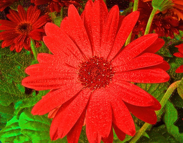 Red Flower