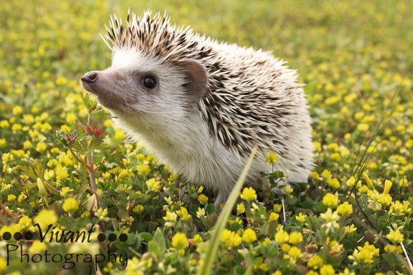 Male hedgehog