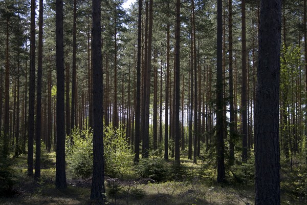 Pine Forest