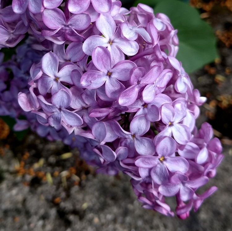 PURPLE LILAC