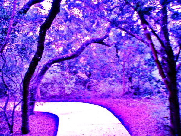 Nature Walk