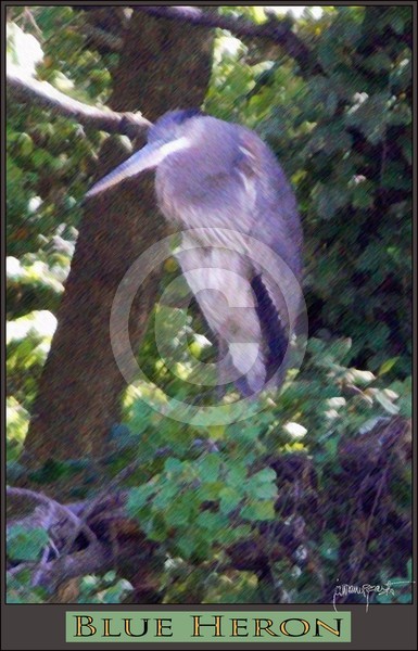 Blue Heron