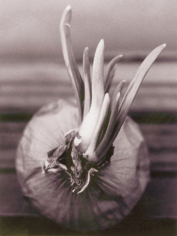 Onion sprouts