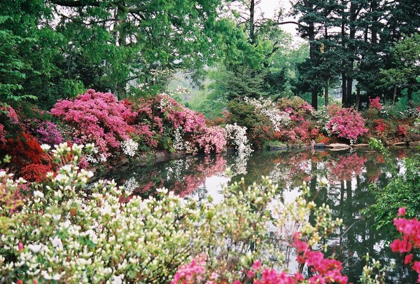 Azaleas  
