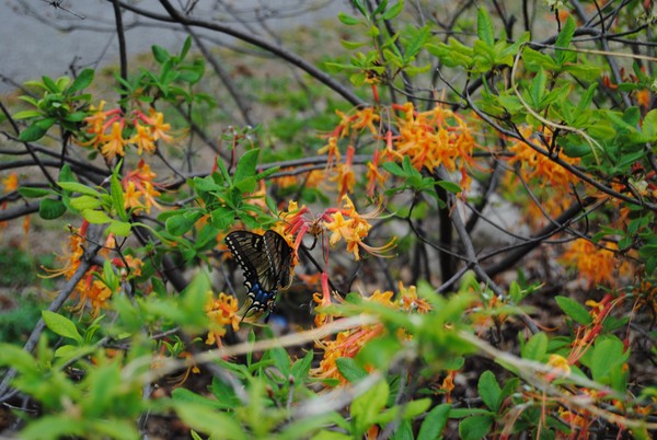 butterfly