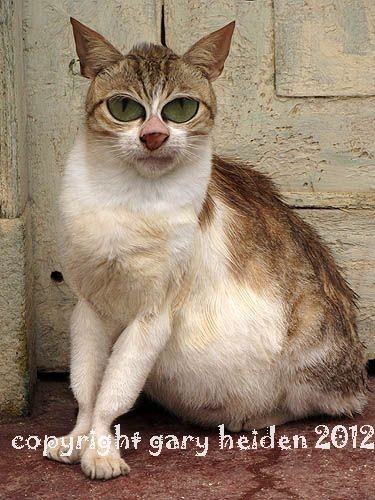 Preggy Street Cat